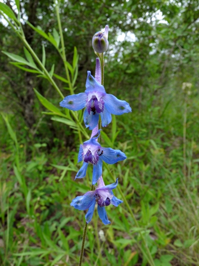 {Delphinium carolinianum ssp. carolinianum}